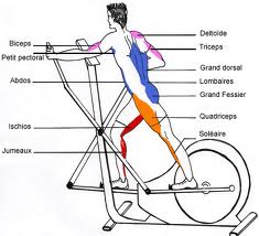Que fait travailler le vélo elliptique? Explications et Que fait travailler le vélo elliptique? Explications et